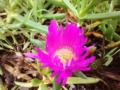 Carpobrotus rossii