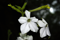 Nicotiana alata