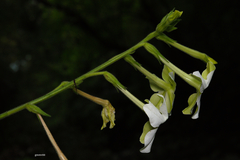 Nicotiana alata