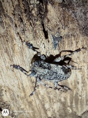Aegomorphus jaspideus