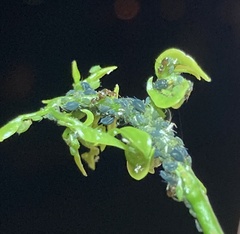 Brachymyrmex obscurior