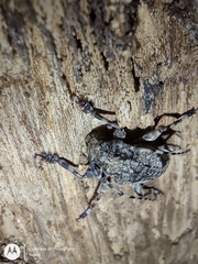 Aegomorphus jaspideus
