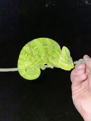 Chamaeleo calyptratus