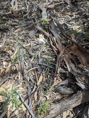 Helichrysum leucopsideum
