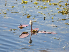 Persicaria amphibia