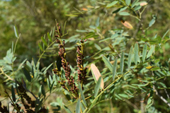 Amorpha fruticosa