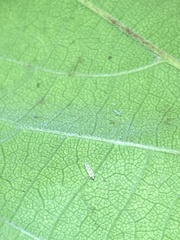 Protalebra nexa