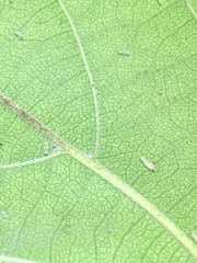 Protalebra nexa
