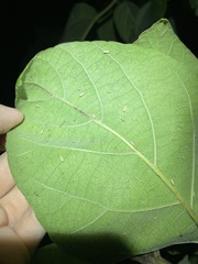 Protalebra nexa