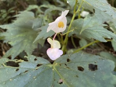 Begonia palmata