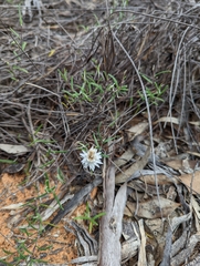 Helichrysum leucopsideum