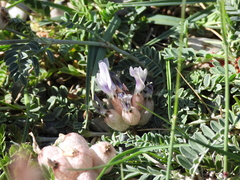 Astragalus nivalis