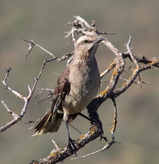 Mimus thenca