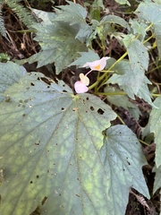 Begonia palmata