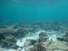 Mulloidichthys flavolineatus