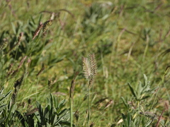 Agropyron cristatum