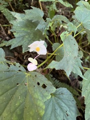 Begonia palmata