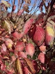 Viburnum dentatum