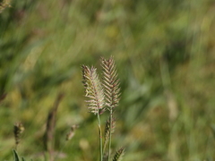 Agropyron cristatum