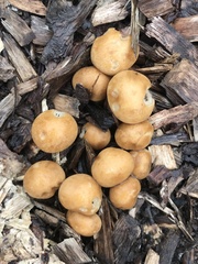 Agrocybe praecox