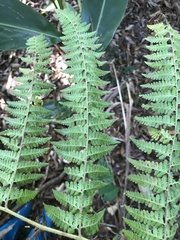 Microlepia speluncae