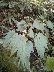 Begonia palmata