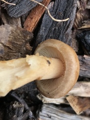 Agrocybe praecox