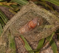 Eucaterva variaria
