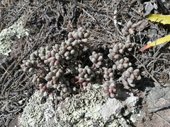 Sedum furfuraceum