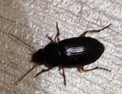 Notiobia