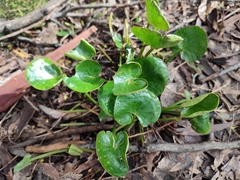 Ornduffia reniformis