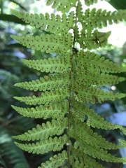 Microlepia speluncae