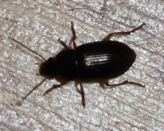 Notiobia