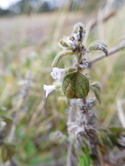 Minthostachys mollis