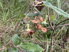 Billardiera mutabilis