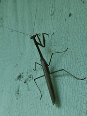 Stagmomantis