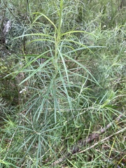 Cassinia longifolia
