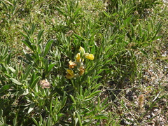Thermopsis lanceolata