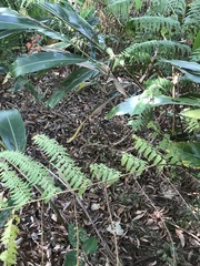 Microlepia speluncae