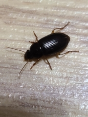 Notiobia