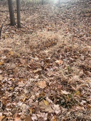 Microstegium vimineum