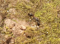 Polyrhachis lamellidens