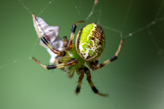 Araneus venatrix