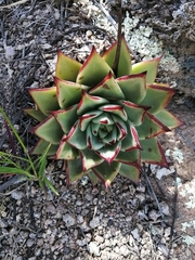 Echeveria agavoides