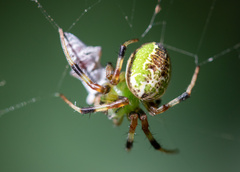 Araneus venatrix