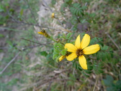 Tagetes zypaquirensis