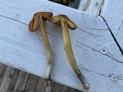 Hygrocybe conicoides