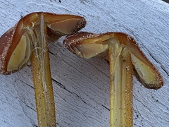 Hygrocybe conicoides