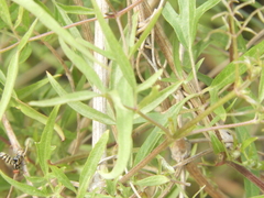 Clematis montevidensis