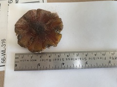 Hygrocybe conicoides